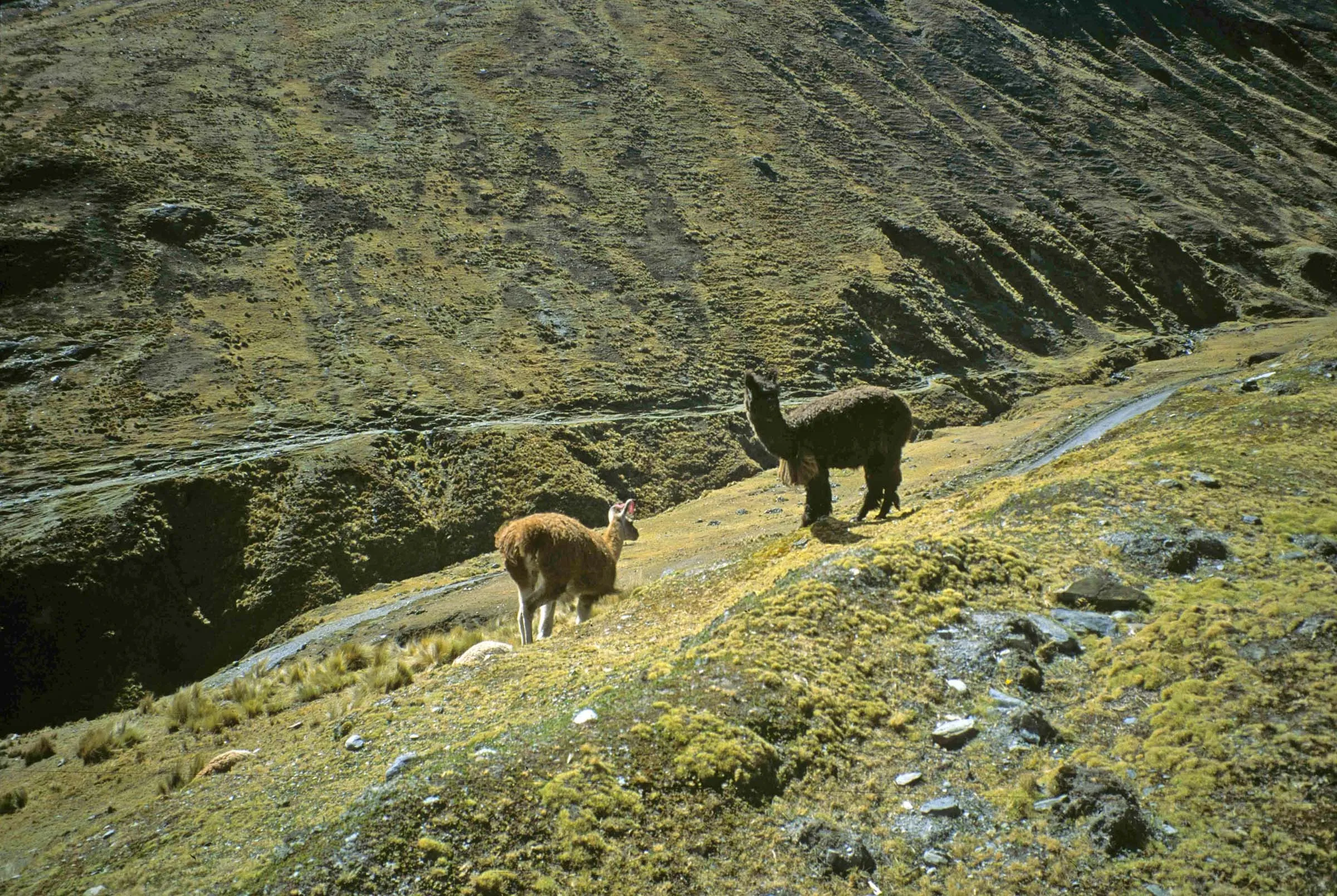 Lama sull’altopiano, oltre i 4000 metri