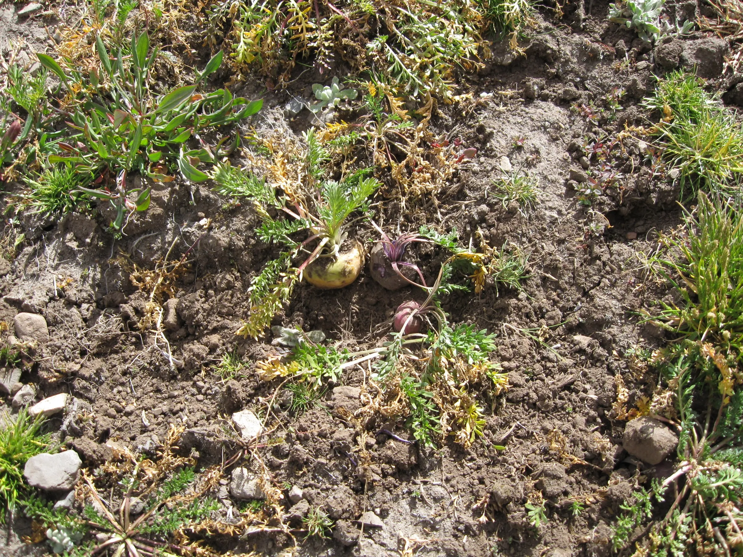 Piante di Maca nel terreno, prima della raccolta