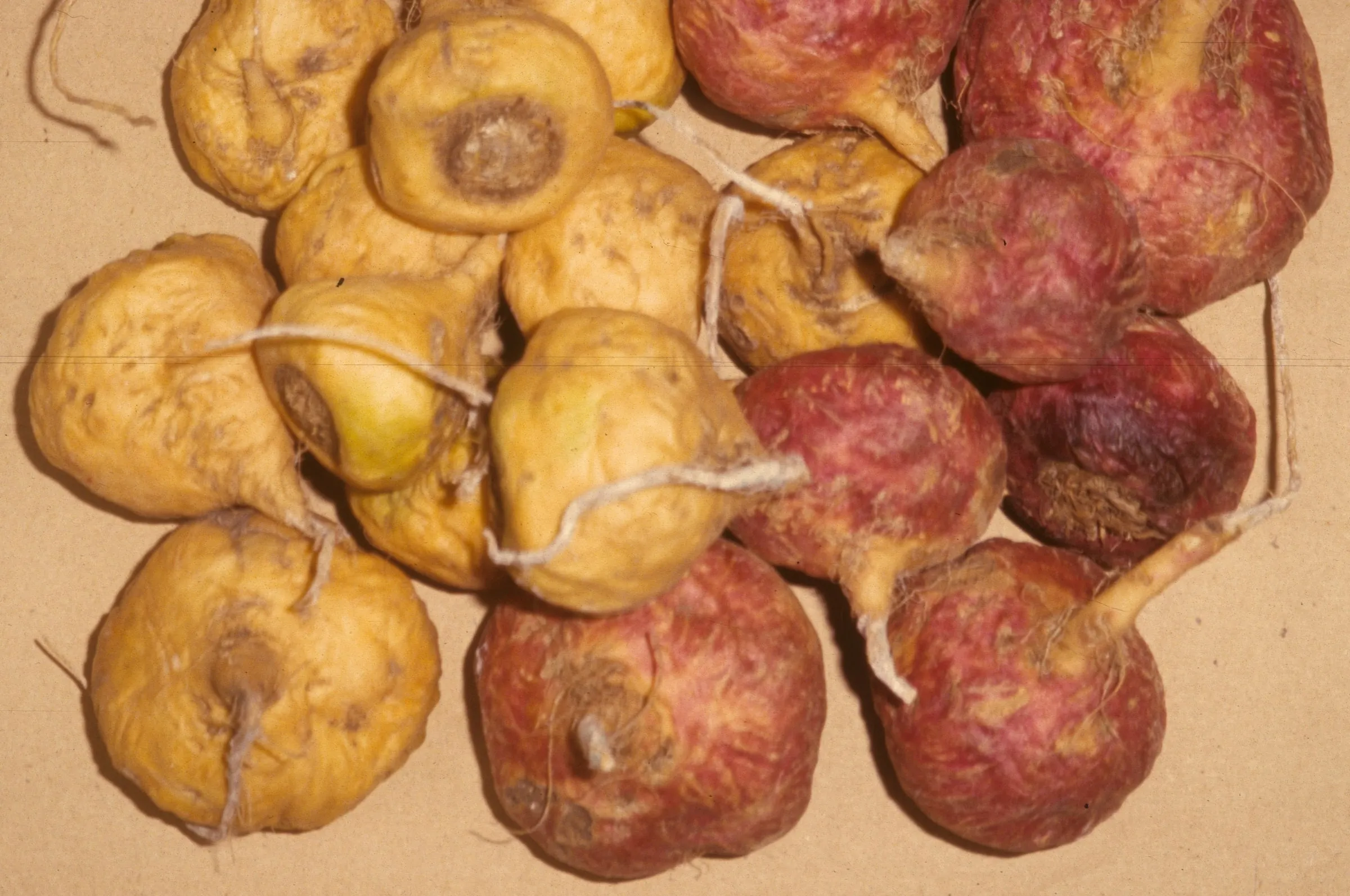Un mucchio di tuberi di Maca, Huánuco